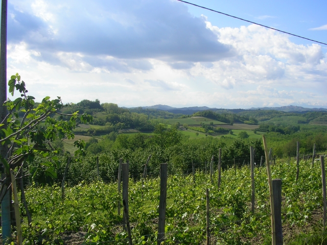 The flourishing Barbera vines in Monferrato
